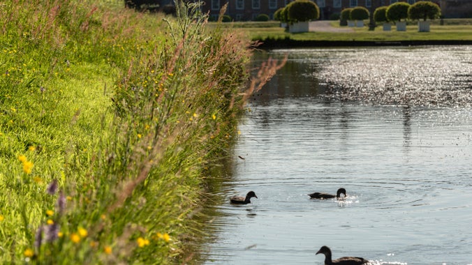 Dyfrieir yn nofio ar y gamlas yn Erddig, Wrecsam